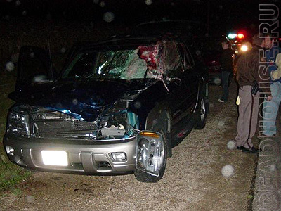 Roe deer hit the car windshield