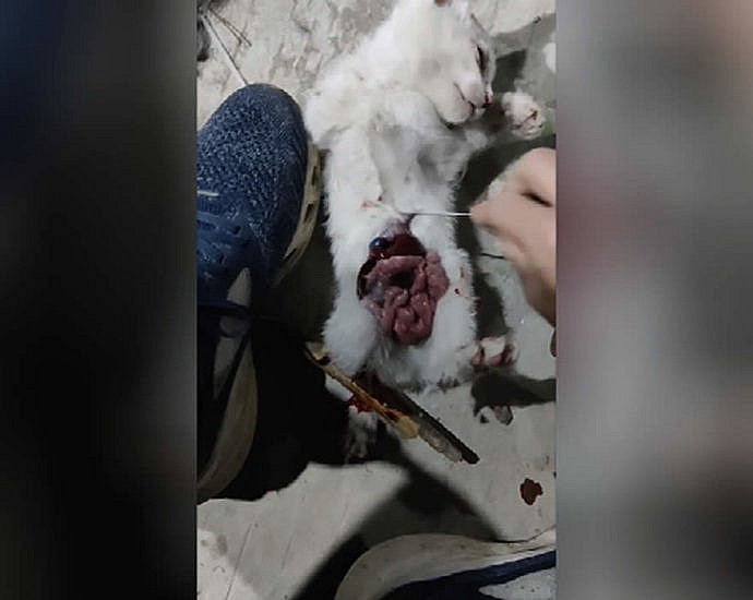 Autopsy of a live cat