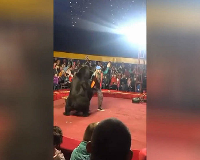 A bear attacked a trainer at the circus
