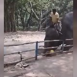 Elephant tramples teenager
