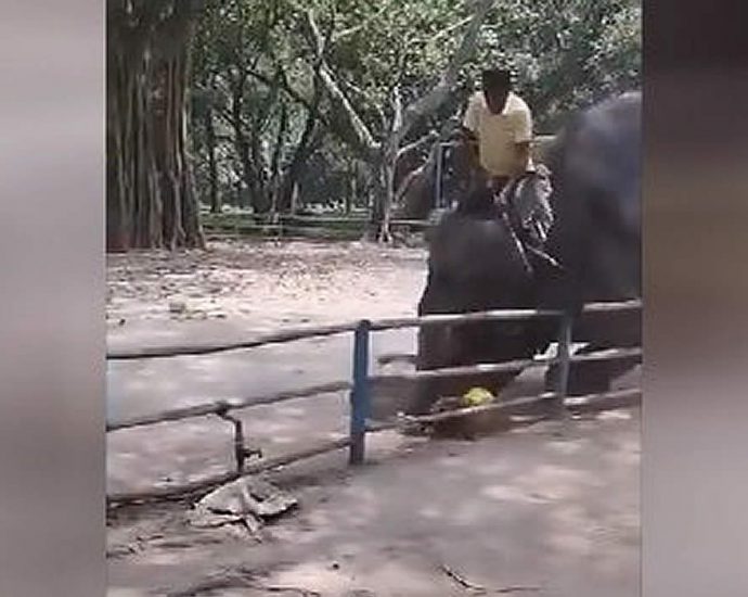 Elephant tramples teenager