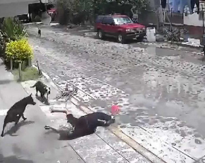 Dog attacks on people. Video