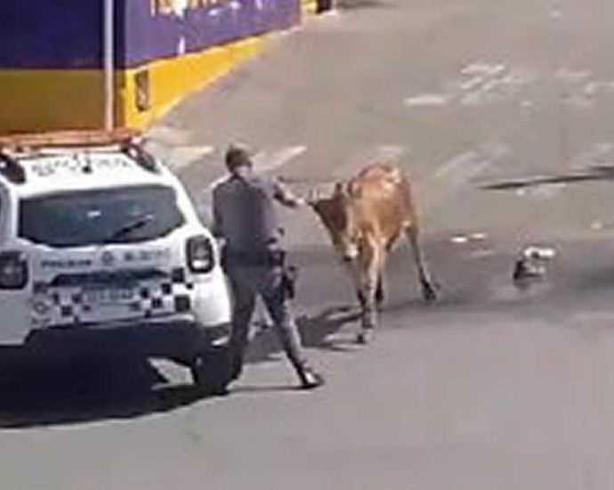 Terrorist cow