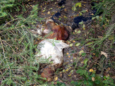 The corpse of an elderly man found in the forest