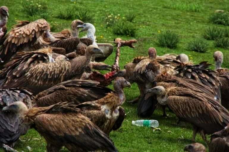 Sky Burial - Vulture Feast