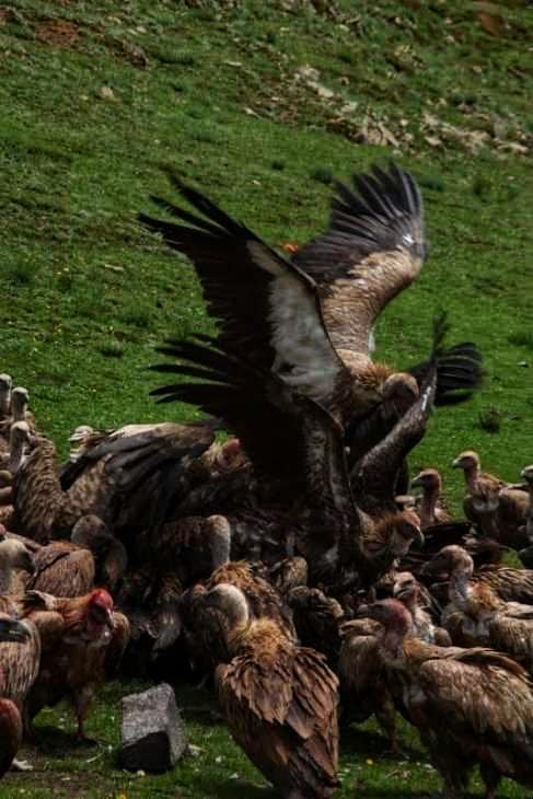 Heavenly burial. Vultures