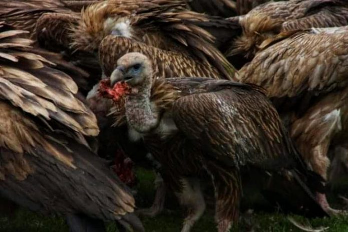Vulture with a piece of flesh