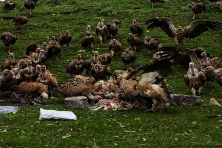 Vultures eat corpse