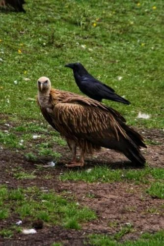 Vulture and Raven