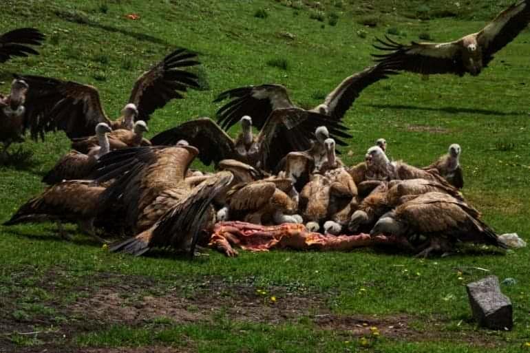 Vultures eat corpse