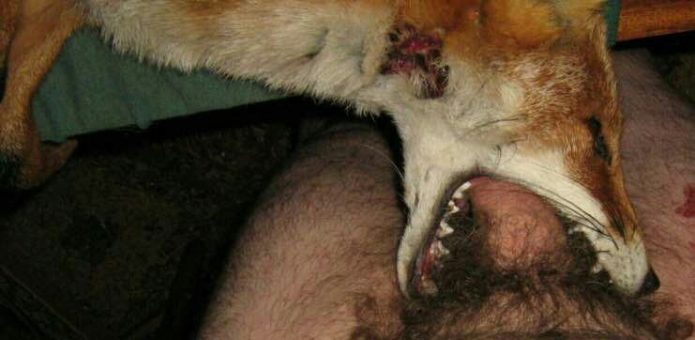 Oral sex with a fox corpse