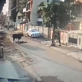 Cow Wars. Episode 8. Revenge of the cow