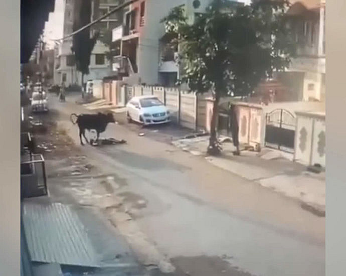 Revenge of the cow