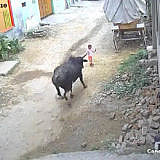 Cow Wars. The cow attacked the child