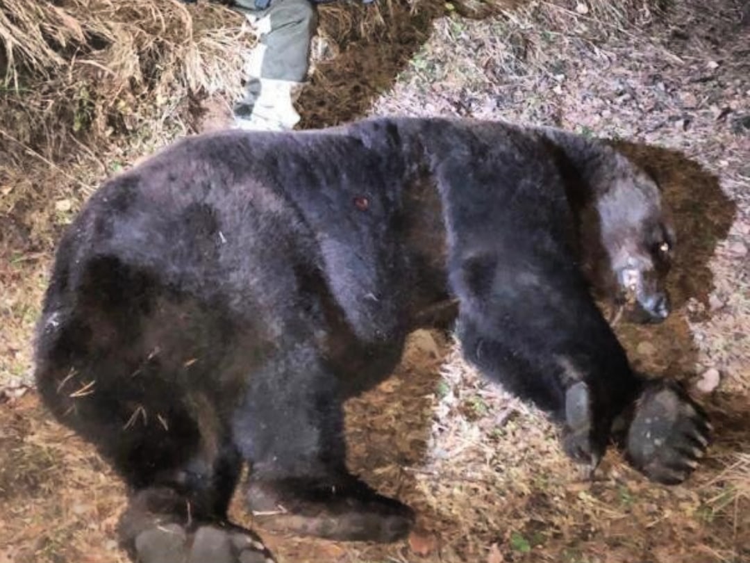 The corpse-eating bear was shot