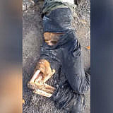 Russian corpse eaten by dogs